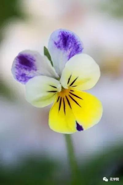 三色堇和大花三色堇,花儿三色堇