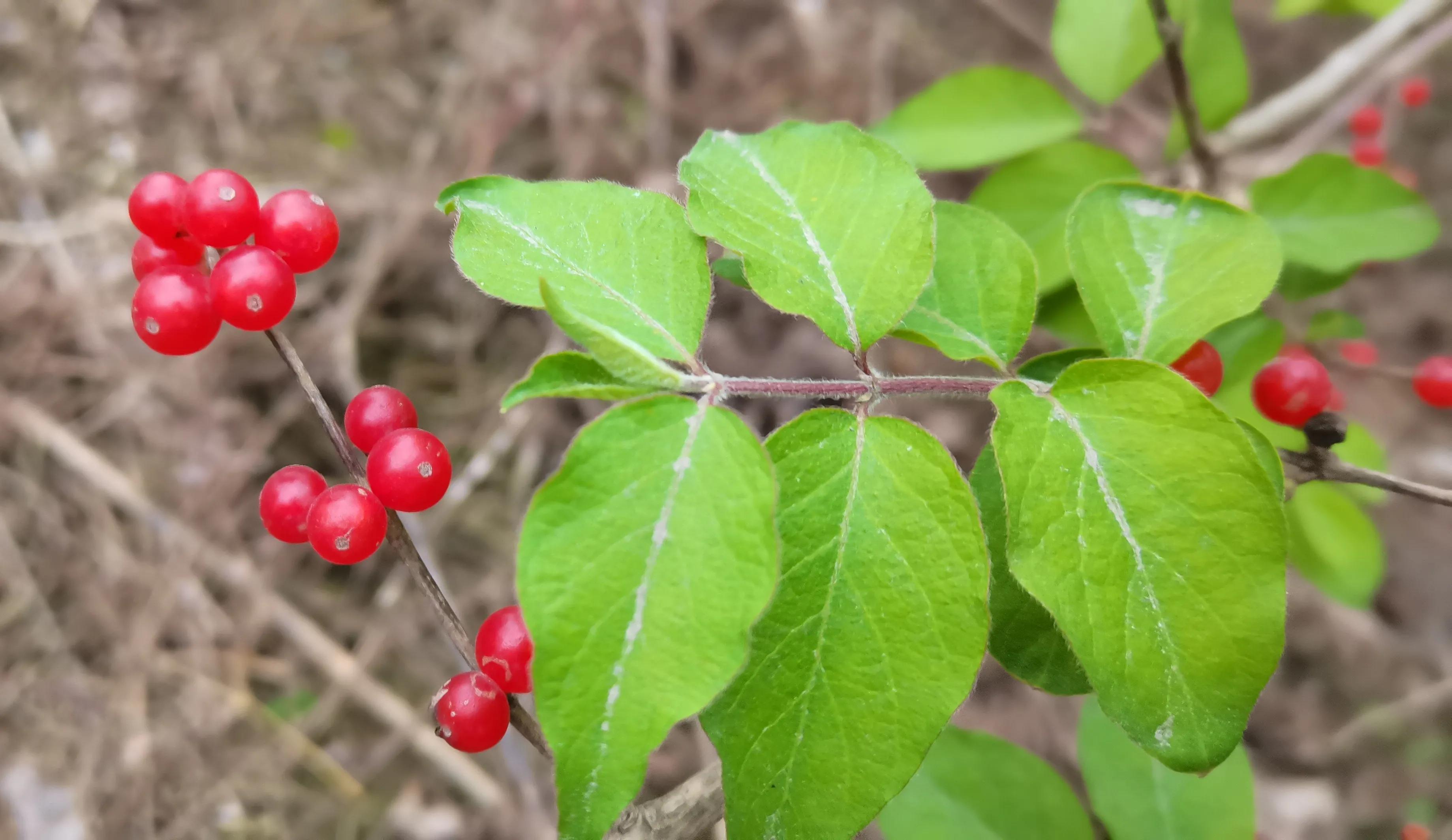 保姆慕兰月薪一万深圳打工,43岁慕兰月薪10000