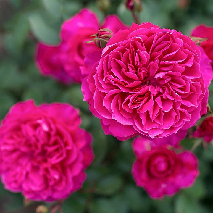 艾弗的玫瑰月季,艾弗的玫瑰月季红色