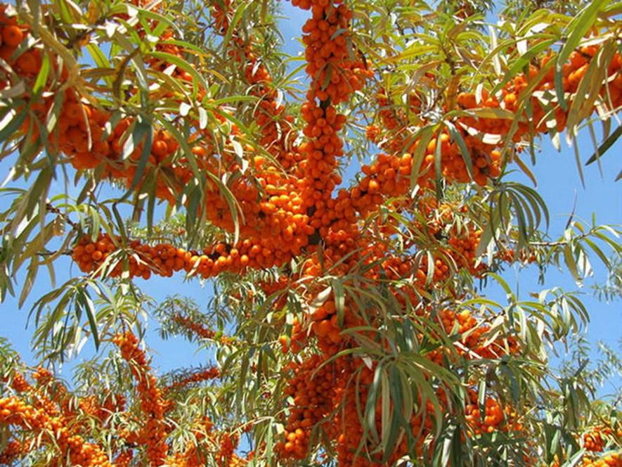 百种味道的果子,四季百种果子图片