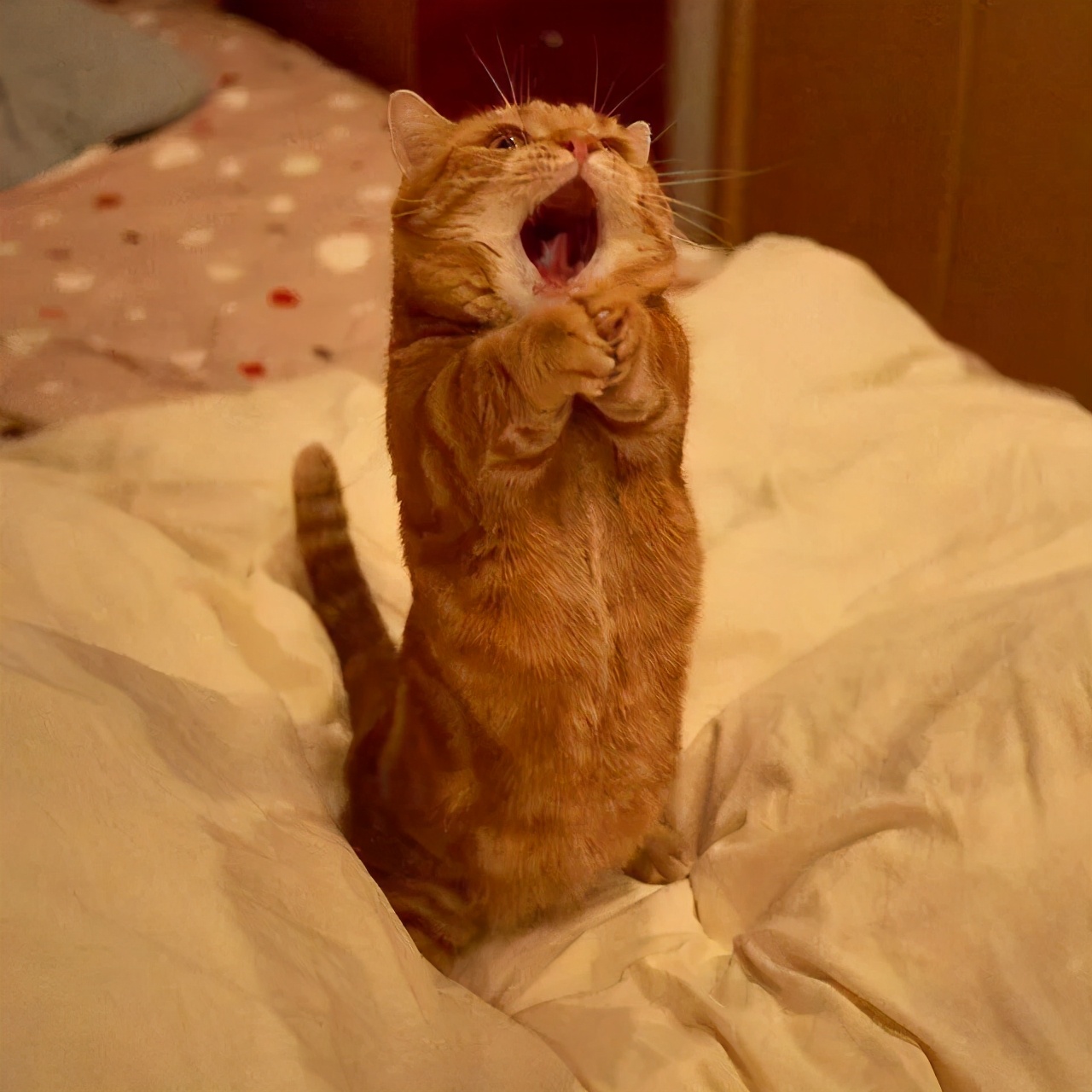 爱唱歌的小猫咪,爱唱歌的可爱猫咪