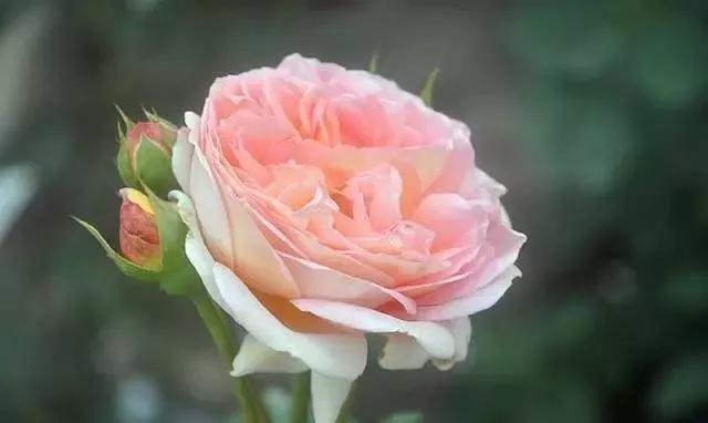 100种玫瑰花品种大全,玫瑰花有哪些品种大全