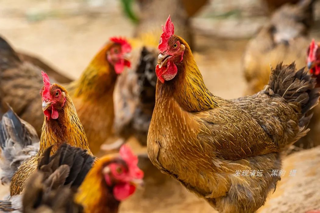 正宗古法烧窑鸡,这里的烧窑鸡口味也是相当的地道