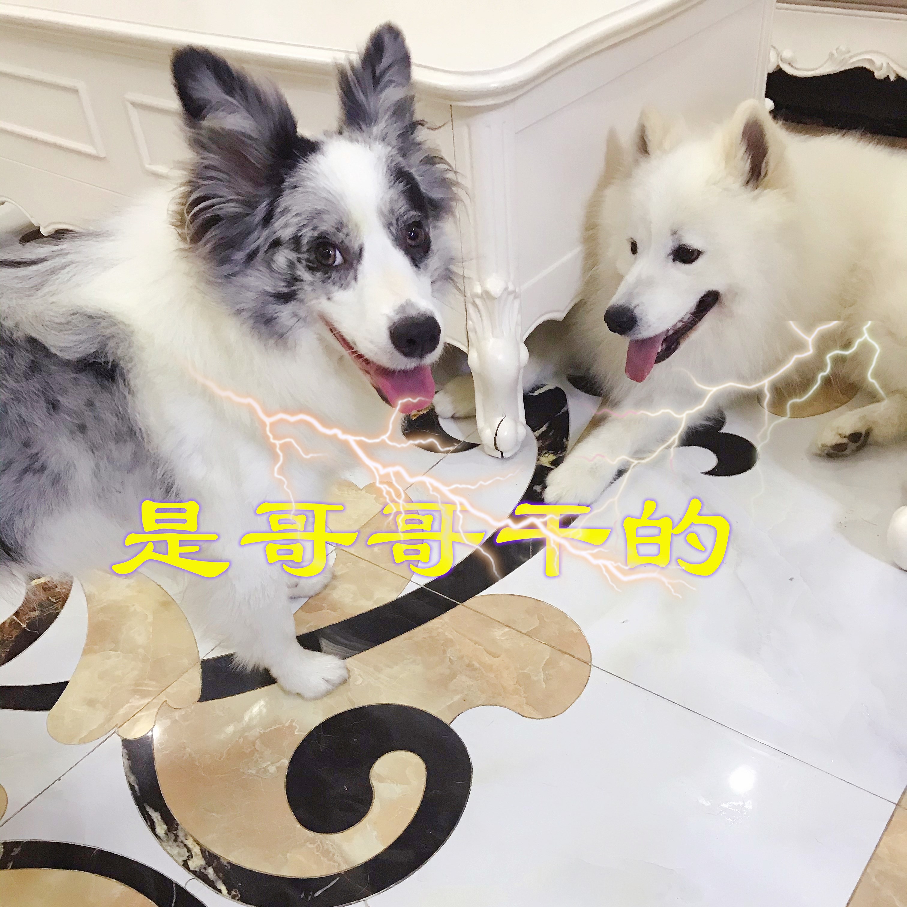 狗狗在家里随地大小便怎么办,下雨天狗狗不在家里大小便怎么办