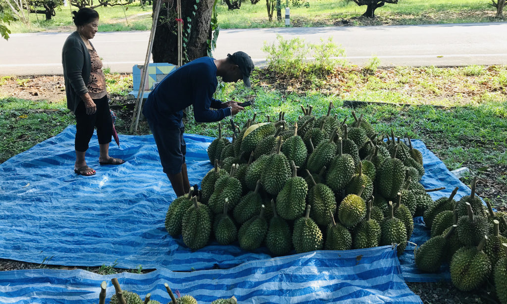 榴莲品种d13,泰国榴莲d197是什么品种