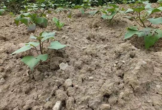 没有工具怎么测量土地,如何判定土壤肥力