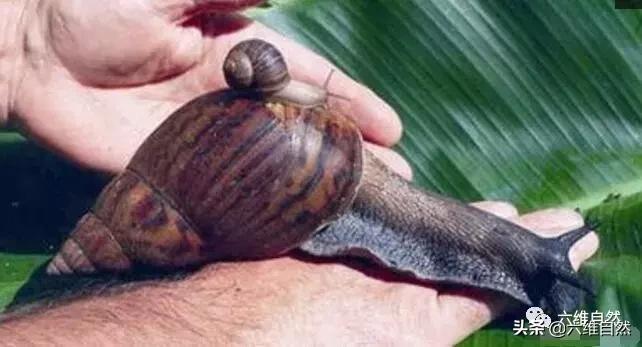 吃植物吃土吃水泥,还有什么是它不能食?非洲大蜗牛入侵世界各地