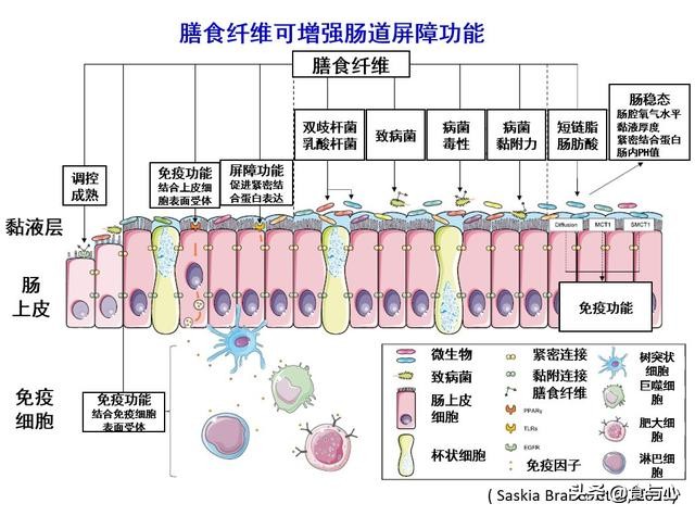 膳食纤维在肠道中的作用,膳食纤维对肠道的作用