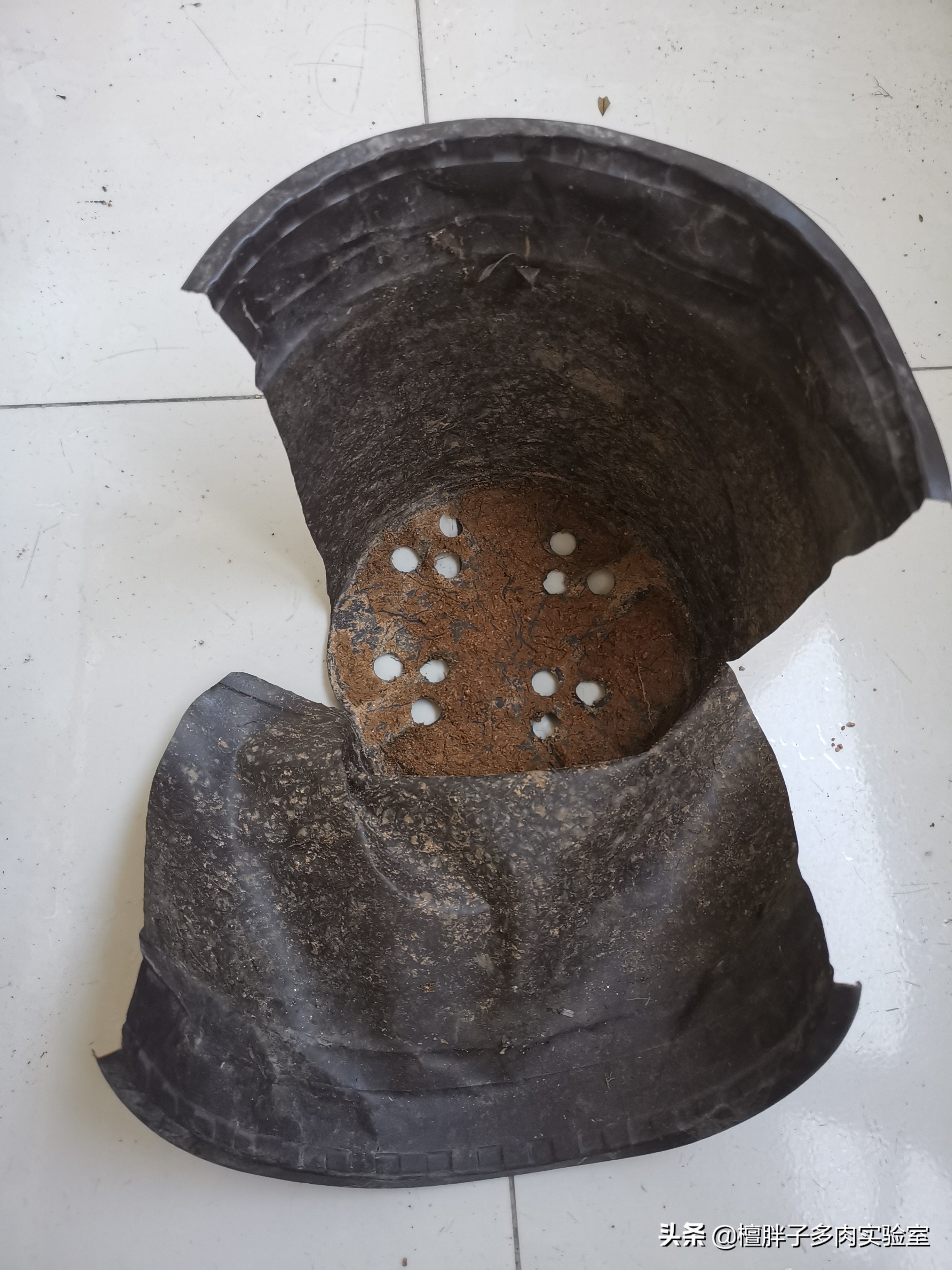 栀子花叶片发黑花苞脱落怎么办,栀子花叶片突然枯萎