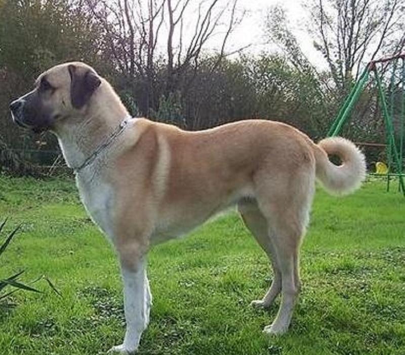 比藏獒还凶猛的犬是哪些,这几种狗狗外表威猛内心却很怂