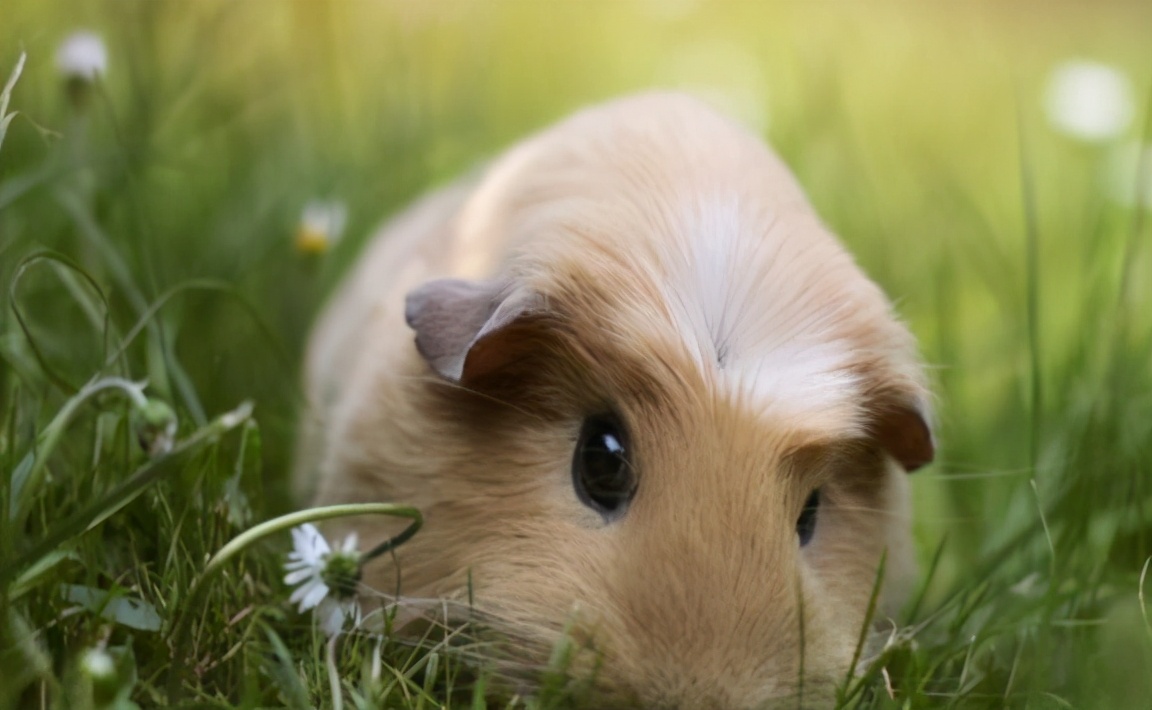 想不想养只猫,荷兰猪宠物怎么养