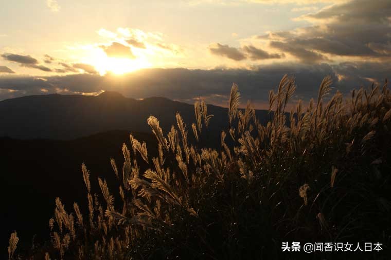 黄金色的芒草，让秋天多了份文艺的风情，日本国内最美芒草名所