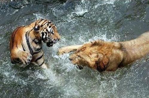 老虎VS狮子,会碰撞出怎样的火花?打得真厉害