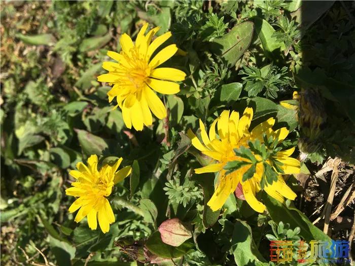 周末有风？别怕，来北京这里看花花草草和无数小可爱！猜到是哪里了吗？