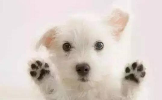 狗狗足部清洁用什么好,狗狗的护理部位有哪些