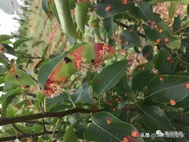 这是梨树锈病，快来看看怎样防治！