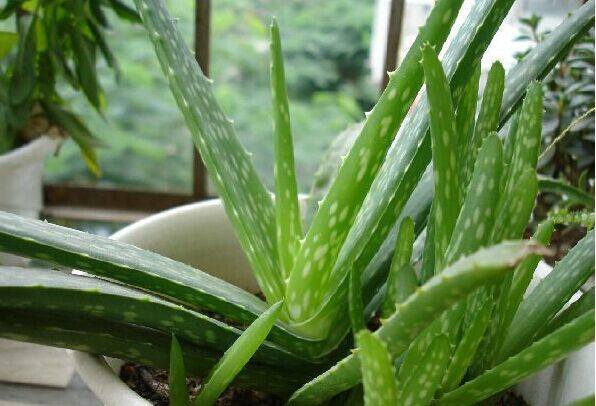 芦荟养殖方法怎么修剪,芦荟的叶子冻伤了需不需要修剪