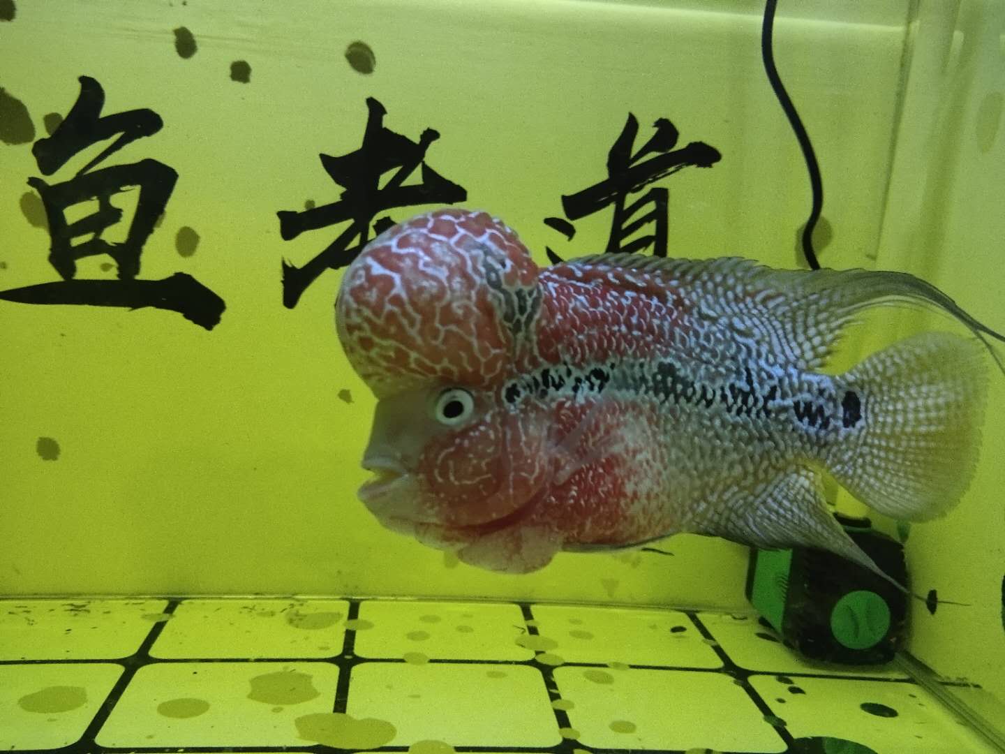 观赏鱼患病，哪种鱼药最好用，为什么老鱼友很少使用过多鱼药？