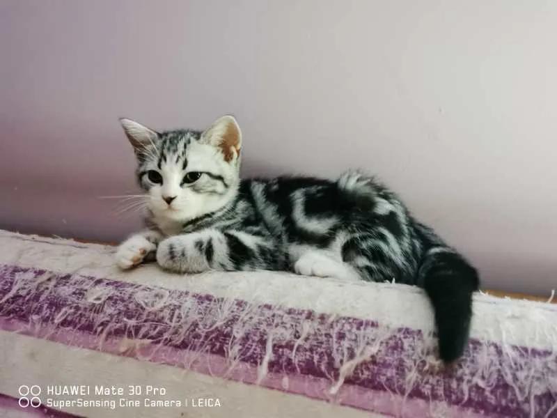 大橘猫和主人被骚扰,橘猫被主人骚扰