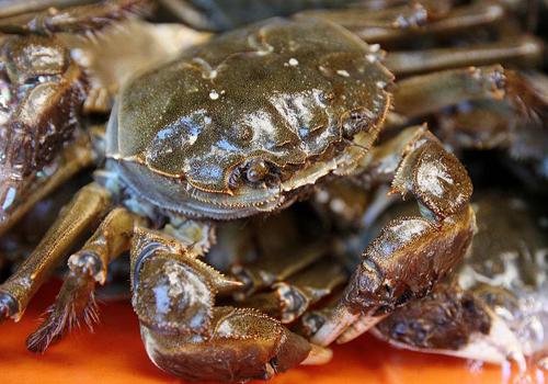 活螃蟹放冰箱第二天怎么吃,吃不完的螃蟹应怎样保存比较新鲜