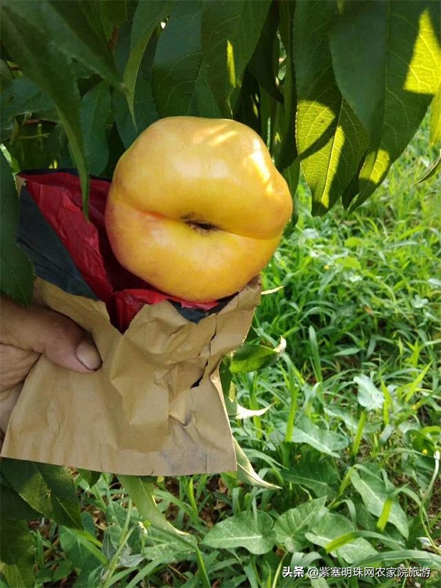 平度苗木基地桃树苗,山东日照苗木种植基地桃树苗
