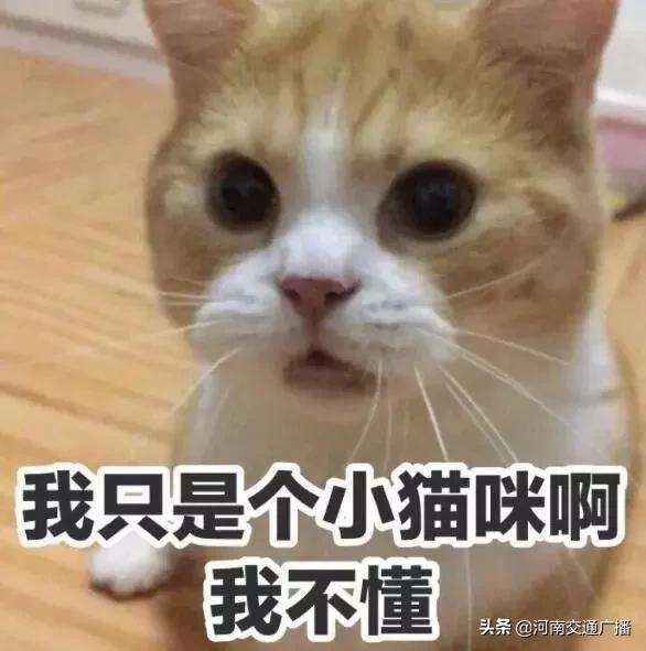 有人竟花1万给猫拉了双眼皮!网友炸锅:考虑过猫的感受吗?