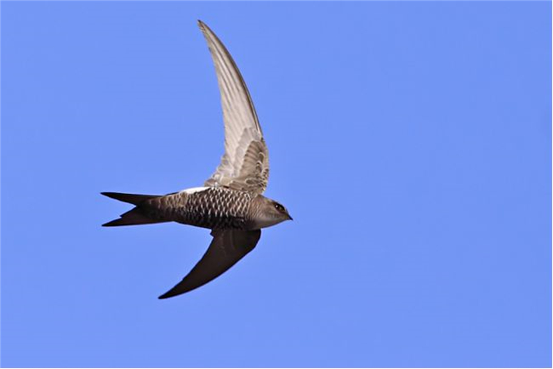 一生飞行的燕子,一生边飞边睡