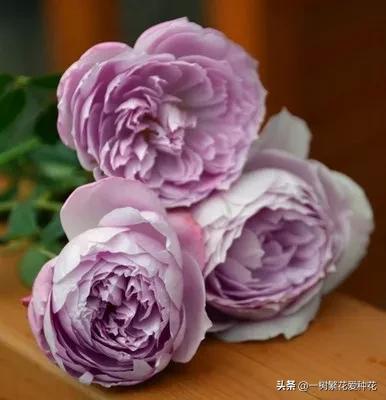 蓝紫青龙月季优缺点,天狼蓝紫月季