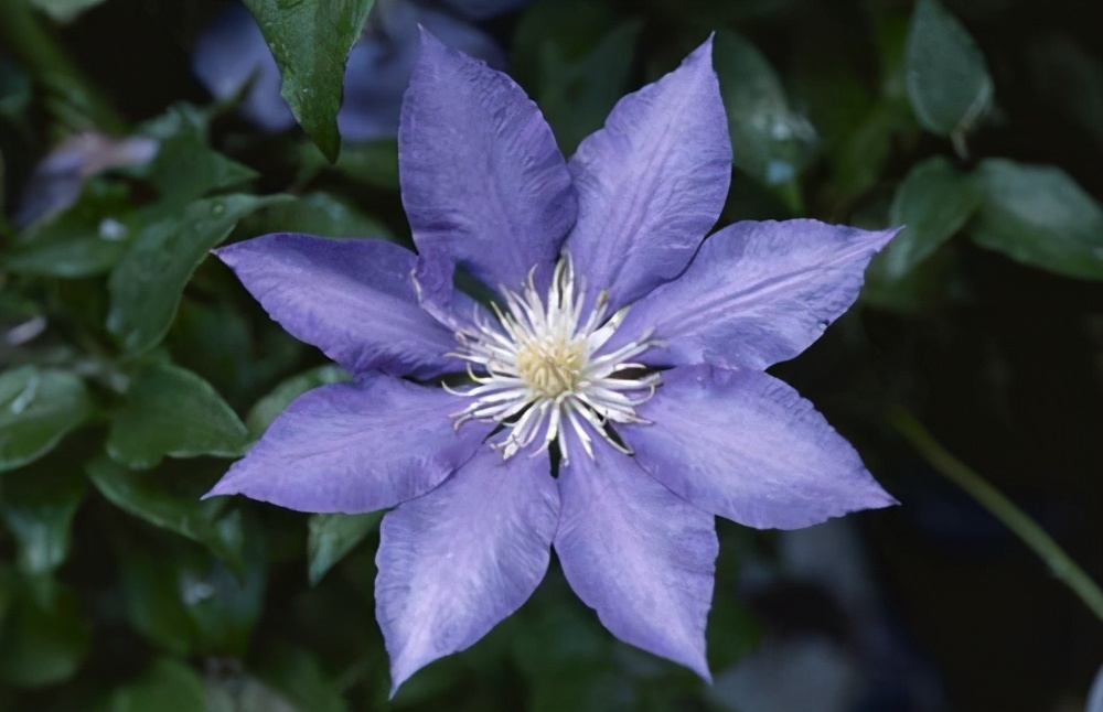 移栽铁线莲枯萎了怎么补救,铁线莲枯萎了根系好的还有用吗