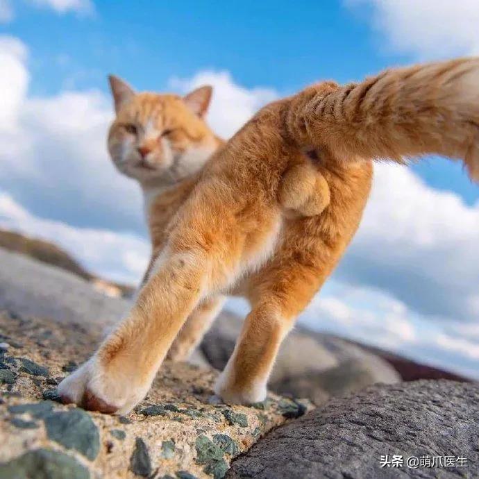 养了一年的母猫居然是公的,养了一年的猫才发现居然是母的