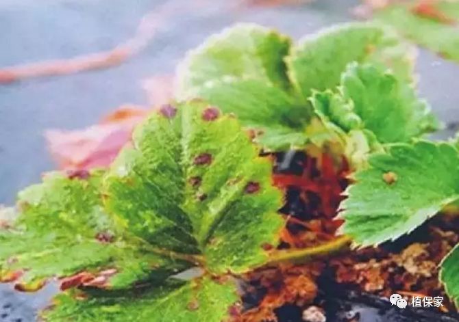 草莓常见病虫害图谱,草莓病虫害图片大全集