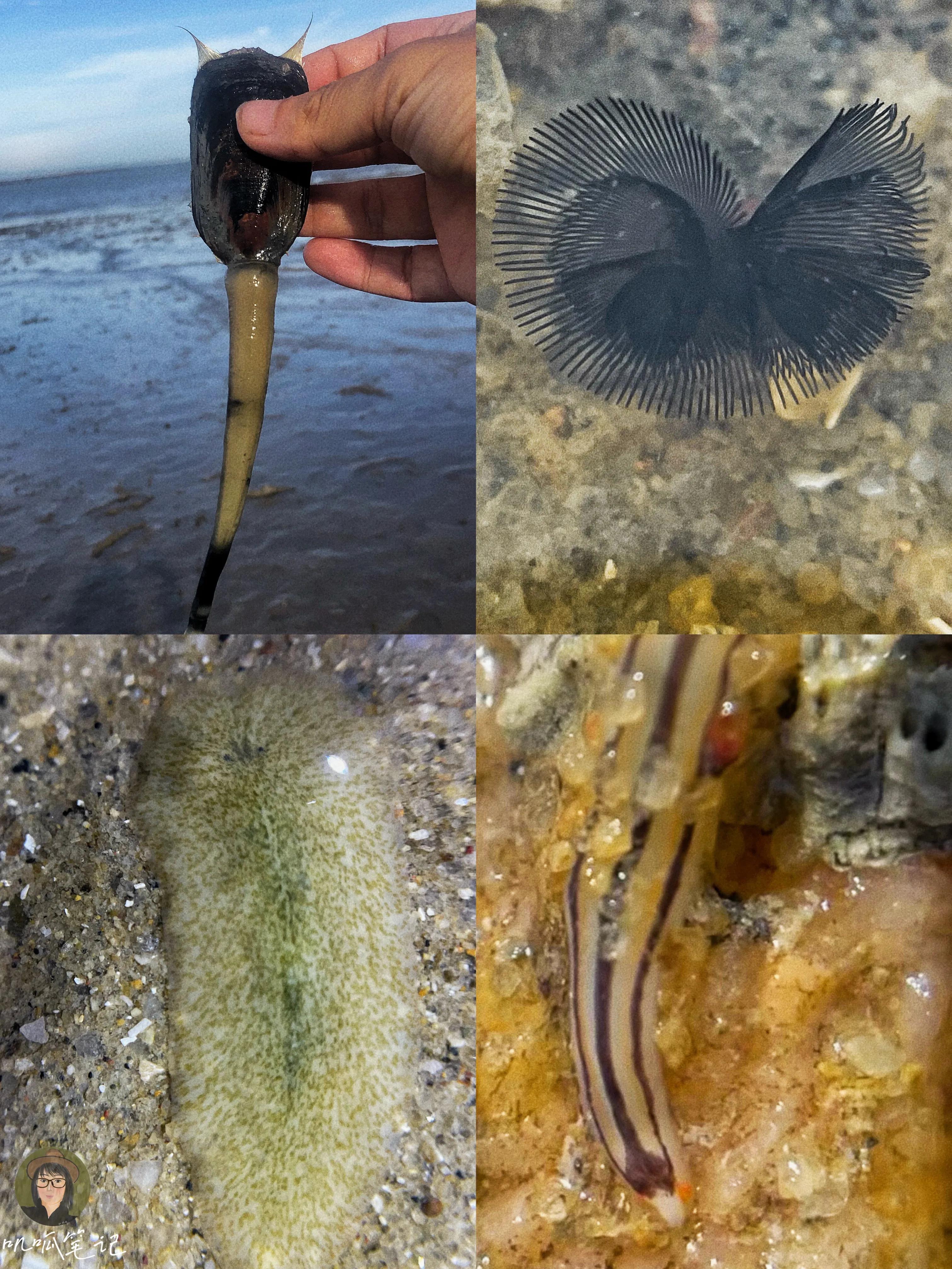 厦门赶海海怪,赶海十大奇怪生物