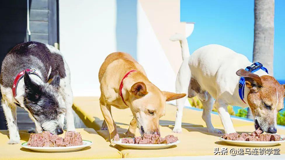 开宠物店基本要懂的宠物店投资,宠物店连锁需要什么条件