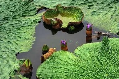 在水一方植物园,在水一方花卉