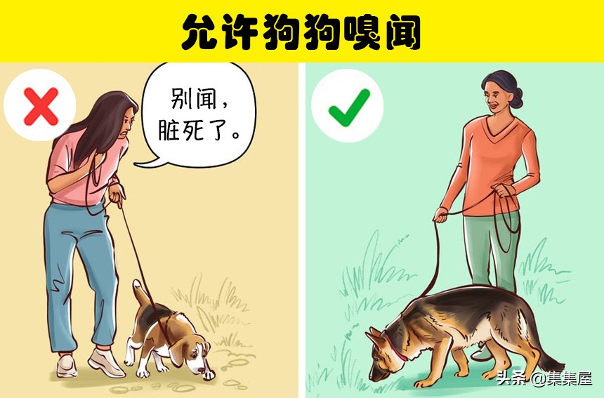 如何引导狗狗适应牵引绳,狗狗牵引绳太大了怎么办