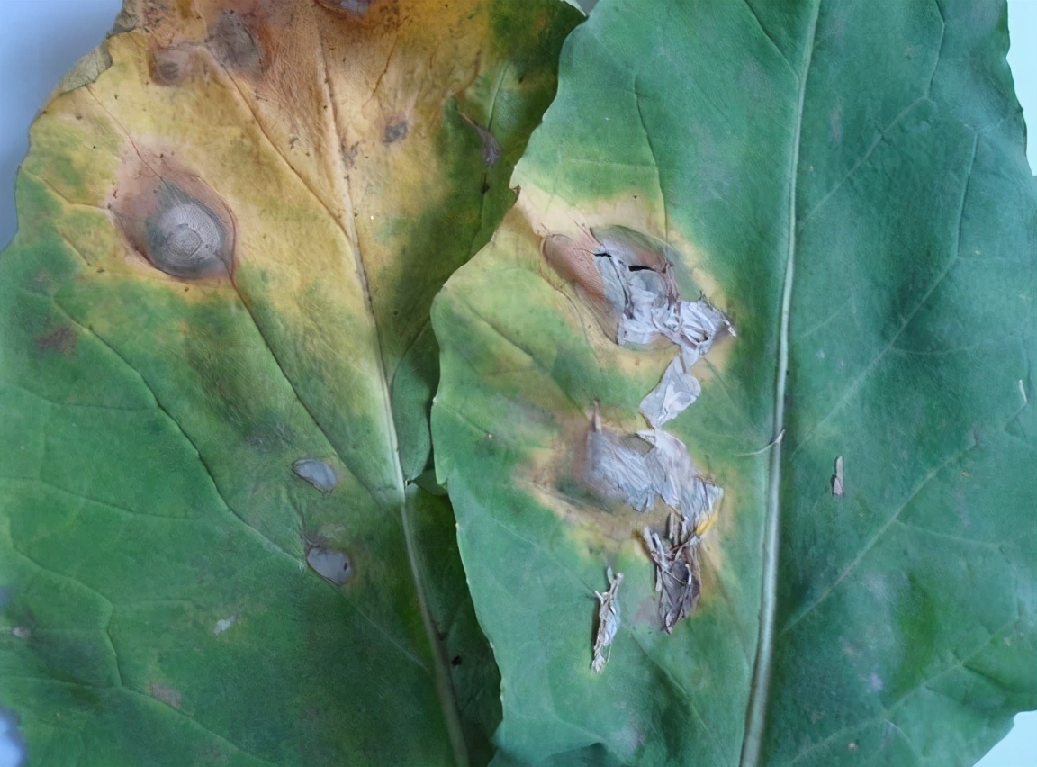 植物黑斑病形成和治理,植物黑斑病怎么治疗