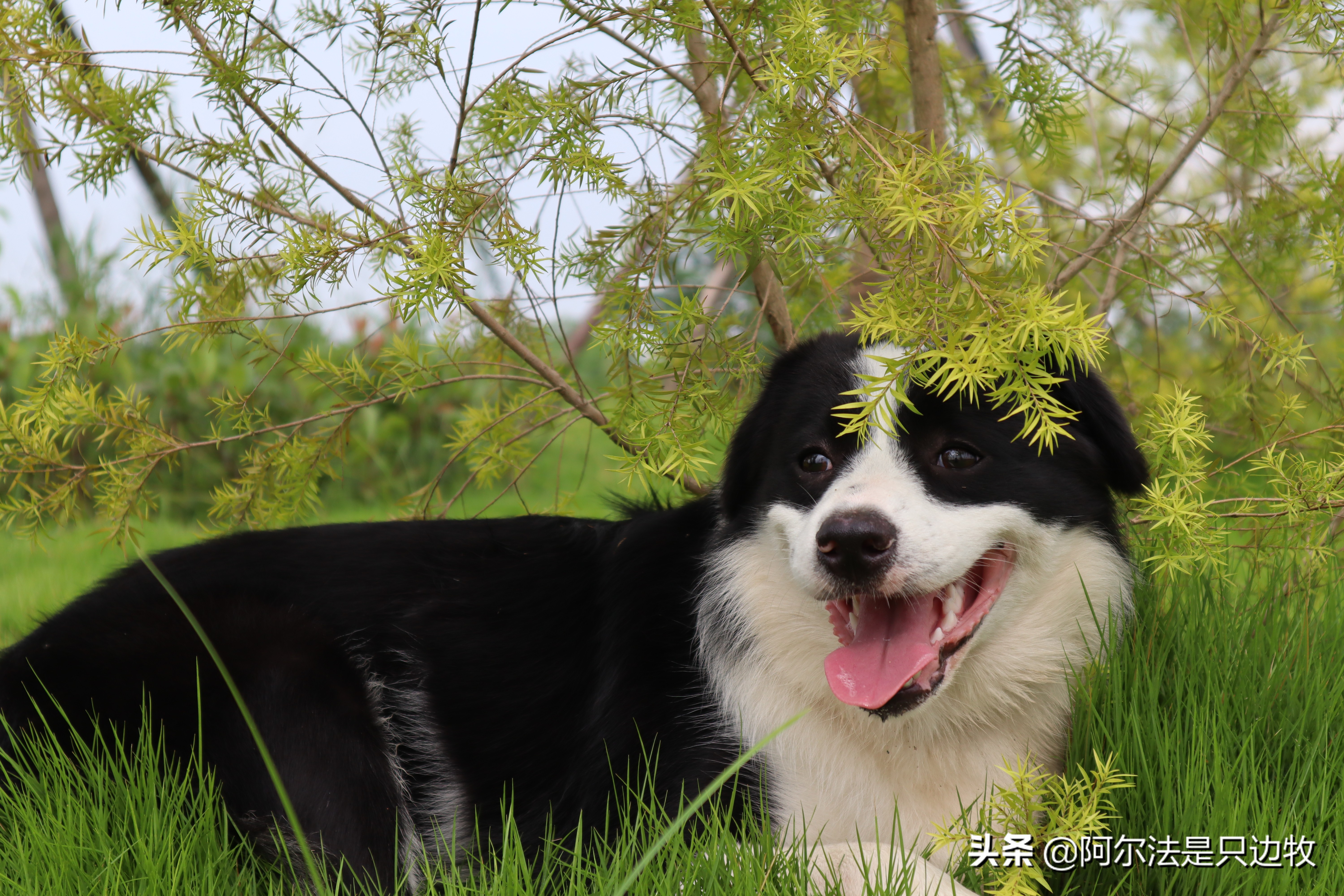 几乎每个狗狗都吃过屎?狗吃屎的原因是什么,如何才能解决