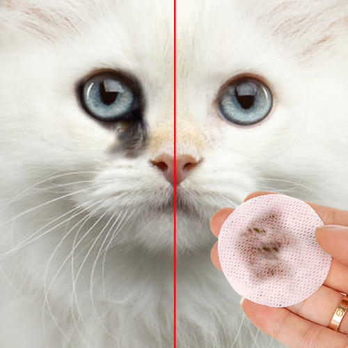 刚买的猫咪就得了猫瘟,每天花费1000?如何选择健康猫咪?