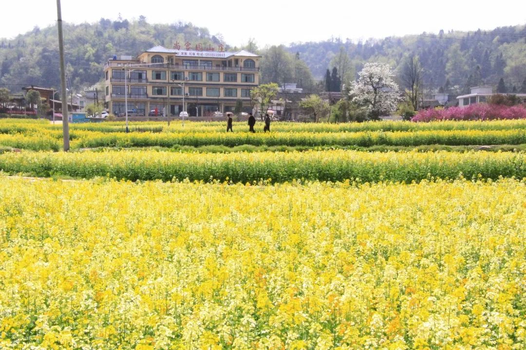 赏春图鉴丨赏花海、品清茶、尝美食...乌当百宜镇这条宝藏春游线路,就等你来打卡啦!