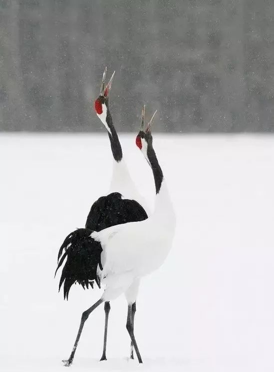 丹顶鹤的忠贞,丹顶鹤浪漫忠贞