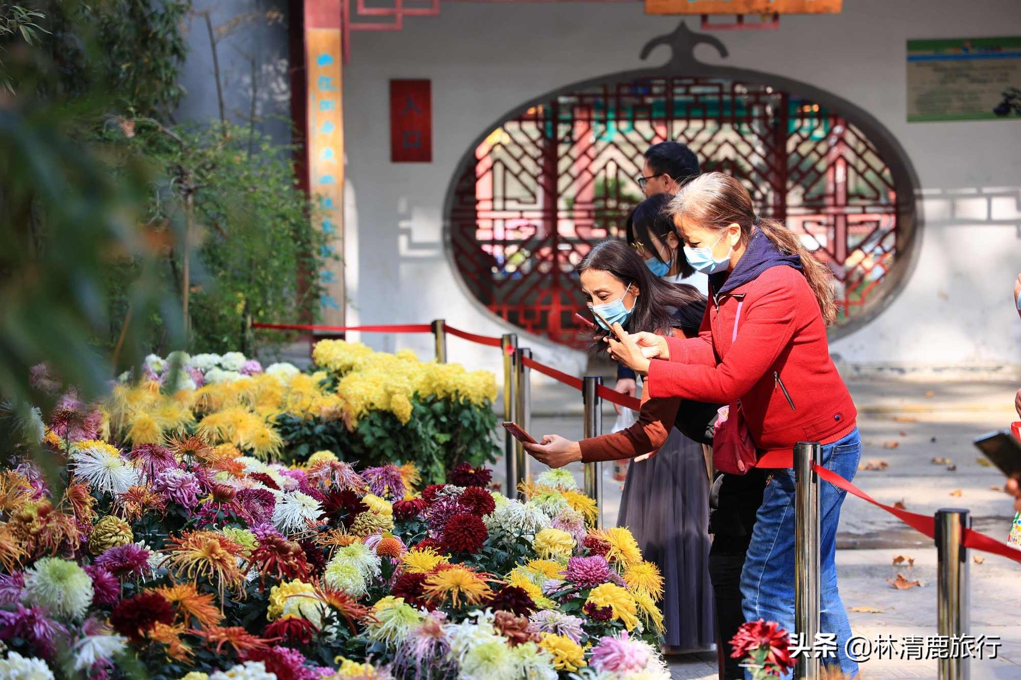 离郑州最近银杏园赏秋,郑州银杏惊艳了秋天