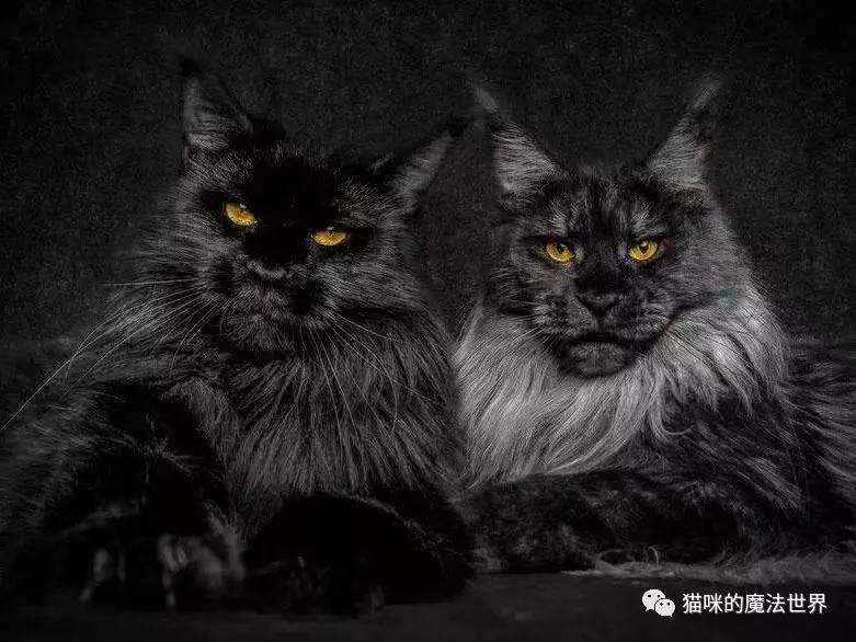 猫咪品种大盘点,猫咪品种大全100种