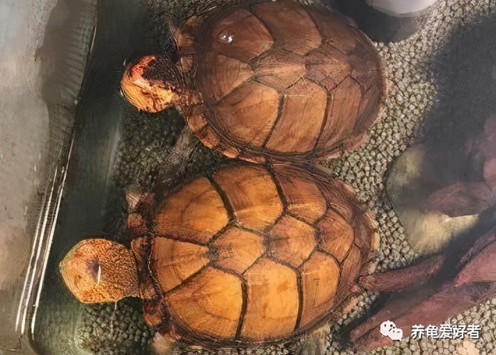 养龟的30个小知识看看会有用的,哪种龟最好养又健康