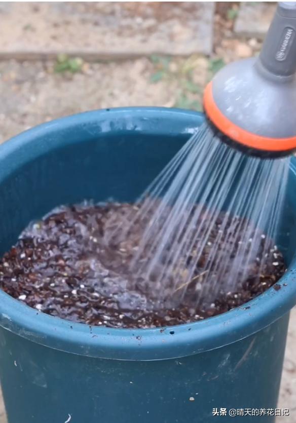 种百合怎么让它多长花苞,教你种百合