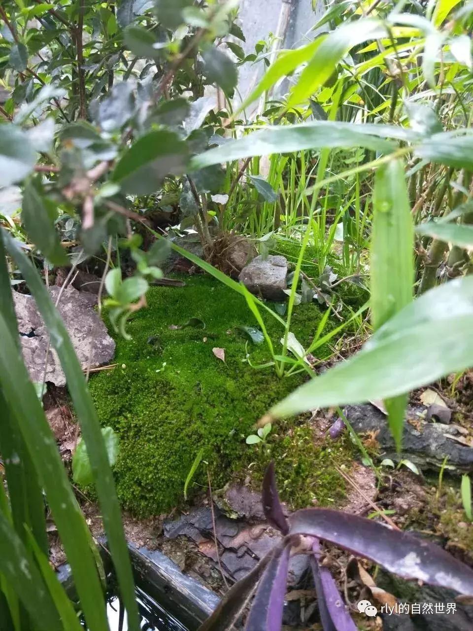 黄缘龟多大可以进环境造景,黄缘龟造景用陶粒还是火山石