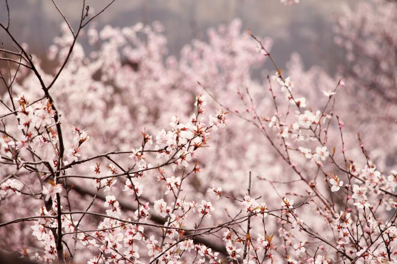 洛阳荆紫仙山赏桃花,洛阳新安荆紫仙山景区桃花
