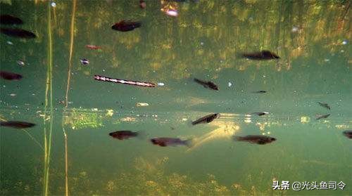 食蚊鱼的入侵视频,消灭入侵物种食蚊鱼