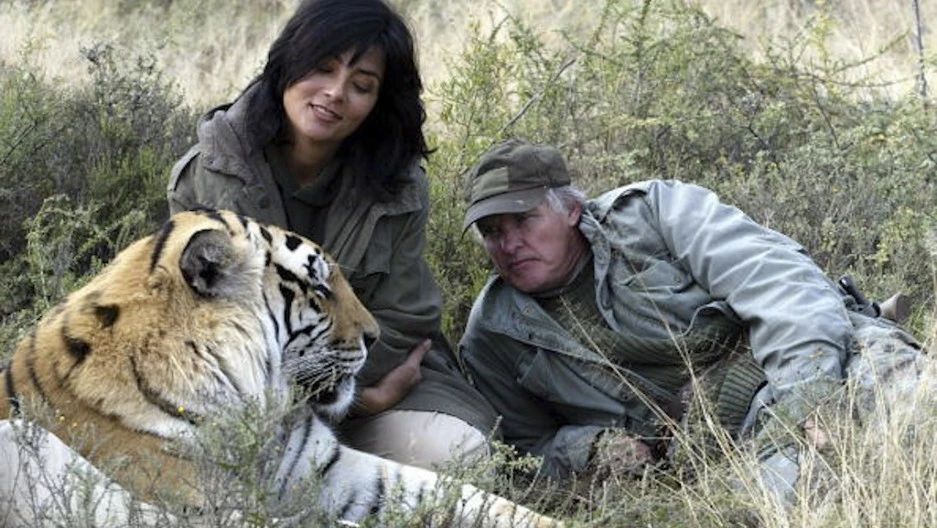 辟谣:虎入非洲*杀屠**狮群,破坏生态平衡?