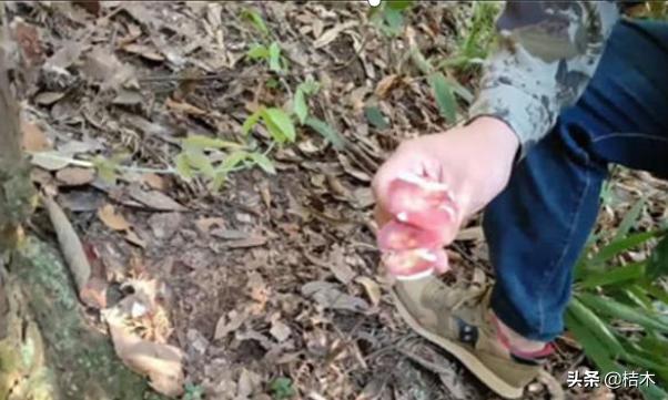 红菇一天采不到2斤，一斤1200元，你见过吗？