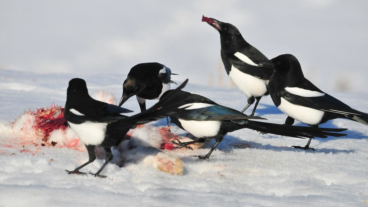 喜鹊偷吃鸟蛋被发现,喜鹊为什么要杀小鸡
